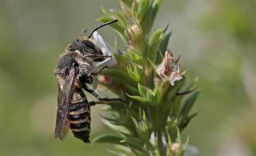 Coelioxys sp.